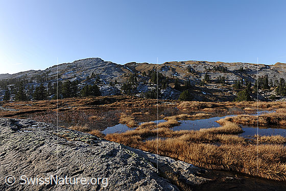 Foto: Spiegelnder Moortümpel. Die Berglandschaft spiegelt sich im ruhigen Wasser des seichten Gewässers. Die Pflanzen im Hochmoor sind herbstlich gefärbt. Am Ufer im Vordergrund sind Felsen zu sehen.