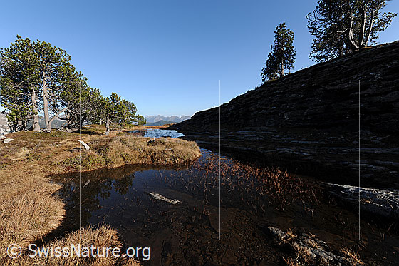 Foto: Herbstbild Hochmoor mit Moorsee, Föhren und einem Felsriegel, welcher bereits im Schatten liegt. Die Pflanzen am Ufer und im seichten Wasser sind herbstlich gefärbt.