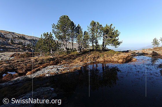 Foto: Föhren am Moorsee mit Spiegelung im ruhigen, seichten Wasser und Herbstfarben am Ufer.
