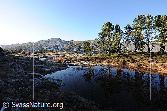 Foto: Moorsee mit Spiegelung der Baumreihe (Föhren) im ruhigen, seichten Wasser. Das Moorgebiet ist mit Felsen durchsetzt und herbstlich gefärbt.