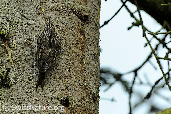 Foto: Waldbaumläufer (Certhia familiaris) auf Nahrungssuche an einem Baumstamm. Der Vogel ist gut getarnt.