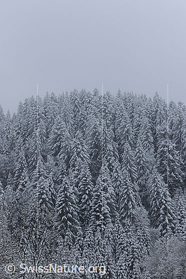 Foto: Schneefall im Winterwald. Der Tannenwald ist bereits tief verschneit.