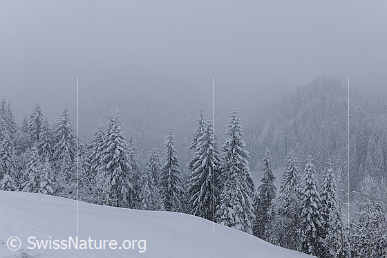 Foto: Winterlandschaft bei Schneefall. Die Waldlandschaft mit den bereits tief verschneiten Tannen ist in Nebel und Schneegestöber gehüllt.