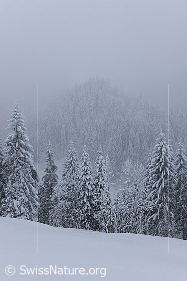 Foto: Schneefall im Tannenwald. Schnee und Nebel hüllen den Winterwald in eine geheimnisvolle Stimmung.