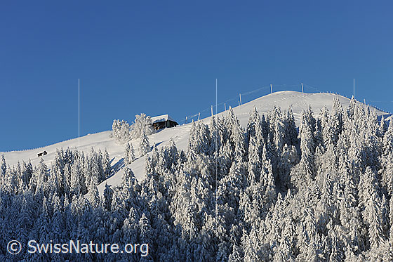 Foto: Winterwald in Hügellandschaft. Sonnige Winterlandschaft mit tief verschneitem Tannenwald und einer Alphütte.