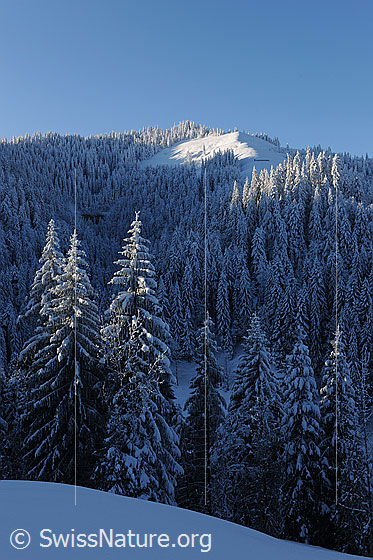 Foto: Verschneiter Wald im Morgenlicht. Erstes Sonnenlicht fällt auf die Tannenspitzen und Hügelkreten.