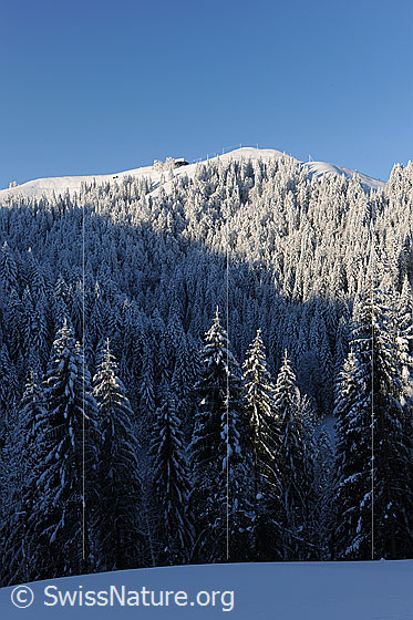 Foto: Morgenlicht auf Winterwald. Frisch verschneiter Tannenwald an steilem Emmentaler Hügelzug.