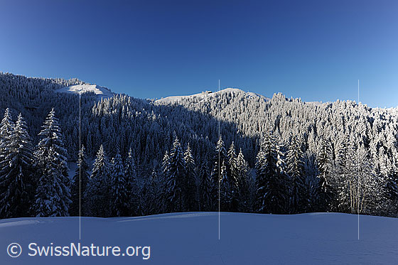 Foto: Morgenstimmung im Winterwald. Über der frisch verschneiten Winterlandschaft mit ausgedehntem Tannenwald ist blauer Himmel zu sehen. Die Schneefläche im Vordergrund, welche noch im Schatten liegt, ist unberührt.