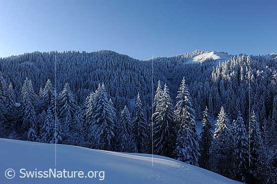Foto: Winterwald im Morgenlicht. Licht und Schatten fällt auf den verschneiten Tannenwald in der hügeligen Winterlandschaft.