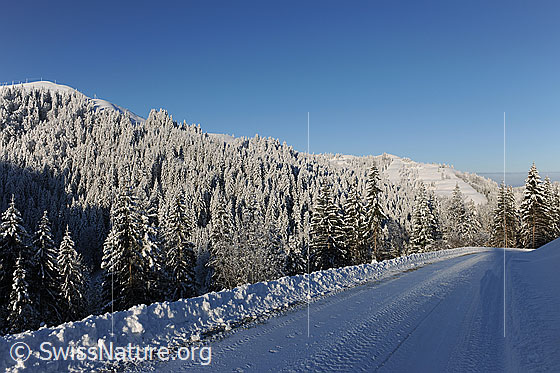 Foto: Morgenstimmung Winterlandschaft. Blauer Himmel über tief verschneitem Tannenwald in Emmentaler Hügellandschaft. Eine schneegeräumte Strasse führt ins Winterbild hinein.