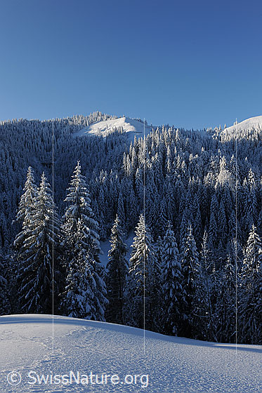 Foto: Morgenlicht im Wald. Erstes Sonnenlicht fällt auf die Tannenspitzen und Hügelkreten der frisch verschneiten Waldlandschaft.