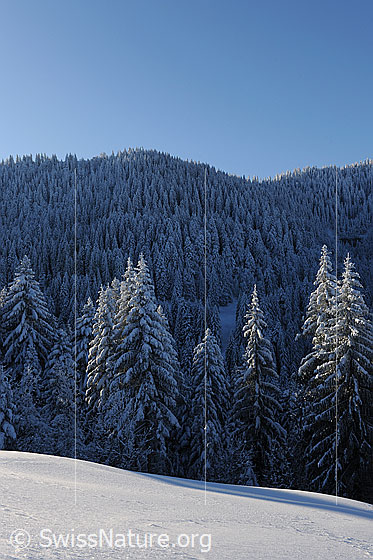 Foto: Tannen mit Schnee im Licht und Schatten. Die bewaldete Hügellandschaft ist frisch verschneit.