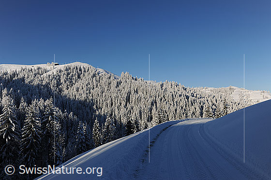 Foto: Licht und Schatten in Schneelandschaft mit tief verschneitem Wald in der Hügellandschaft des Emmentals. Die Strasse im Vordergrund ist schneebedeckt.
