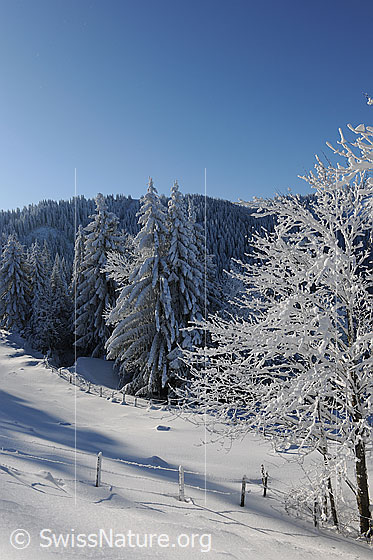 Foto: Verschneiter Baum und Wald. An den Weidezäunen klebt gefrorener Schnee.  Alpweide und Tannenwald sind schneebedeckt.