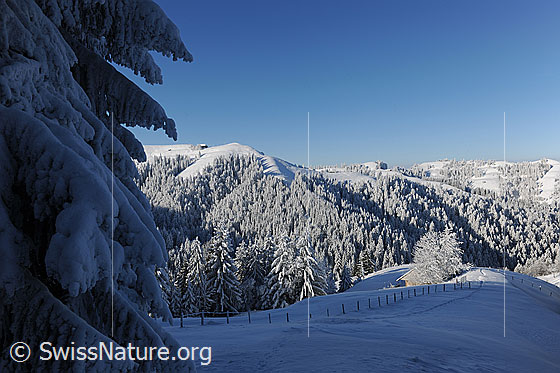 Foto: Märchenlandschaft Winterwald. Tief verschneite Äste einer Tanne und Blick über Geländerücken mit Zaun auf die bewaldete, hügelige Winterlandschaft.