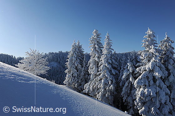 Foto: Kalenderbild Winterwald. Tief verschneite Tannen und ein Baum stehen an einem schneebedeckten Hang und leuchten im Sonnenlicht. Der Tannenwald im Hintergrund befindet sich noch im Schatten.