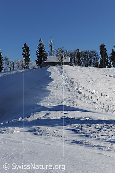 Foto: Geländerücken mit Schneeverwehung und Zaun, welcher auf eine Anhöhe mit Stall zwischen Tannen und Bäumen zu führt. Der Wind fegt über die Schneeoberfläche und verfrachtet den Schnee zu kleinen Wächten an der Hangkante. Im schattigen Teil des Bildes sind kleine Schneefahnen erkennbar.