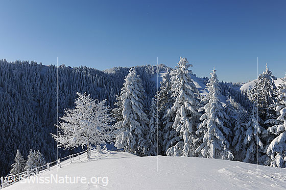 Foto: Märchenhafter Winterwald. Schneebedeckter Hügel mit verschneitem Baum und Tannen im Sonnenlicht vor schattigem Hintergrund mit Tannenwald. Darüber blauer Himmel.