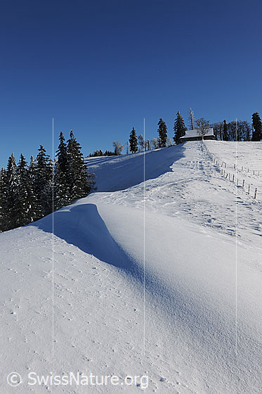 Foto: Schnee auf der Alp. Schneebedecktes Weideland mit Zaun, welcher auf einen Stall zu führt. Auf der Krete stehen einzelne Tannen und Bäume. In der Schneefläche im Vordergrund ist eine kleine Wechte zu sehen.
