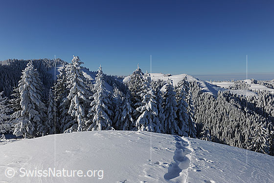 Foto: Tief verschneite Tannen und Wälder in sonniger Emmentaler Hügellandschaft. Darüber wolkenlos blauer Himmel. Im Vordergrund ist eine leicht verwehte Spur im Schnee zu sehen.
