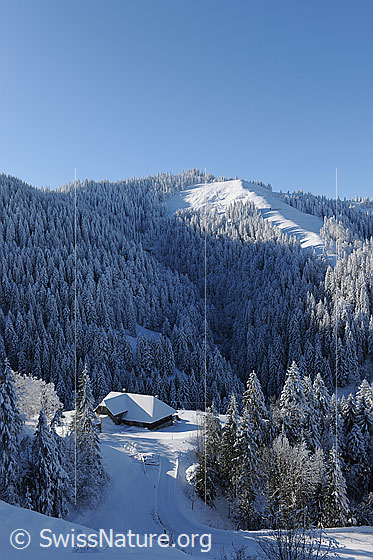 Foto: Bauernhof in Waldlandschaft mit Neuschnee. Die Tannenwälder sind tief verschneit. Eine schneebedeckte Strasse führt zum Hof, welche bereits vom Sonnenlicht beschienen wird, während die bewaldeten Hänge auf der gegenüberliegenden Talseite noch im Schatten liegen.