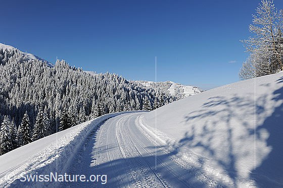 Foto: Schneebedeckte Strasse in tief verschneiter, sonniger Winterlandschaft mit Tannenwald.
