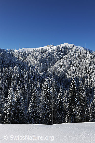 Foto: Verschneite Waldlandschaft mit Tannenwald an steilem Emmentaler Hügelzug. Auf der Krete ist eine Hütte erkennbar.