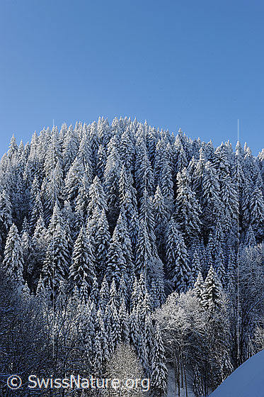 Foto: Frisch verschneiter Tannenwald. Über dem Winterwald ist blauer Himmel zu sehen.