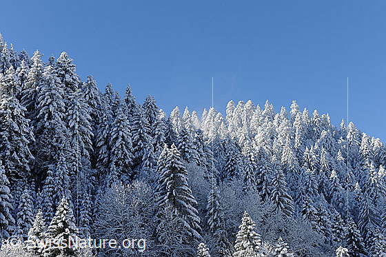 Foto: Frisch verschneiter Märchenwald. Streiflicht fällt auf die winterlichen Tannen.