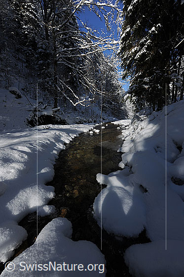 Foto: Waldbach im Winter. Ruhiger Bach mit wenig Gefälle in schneebedeckter Waldlandschaft.