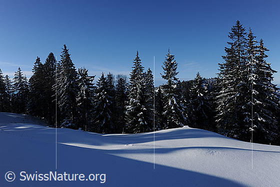 Foto: Leicht verschneiter Tannenwald und unberührte Schneedecke im Licht und Schatten.