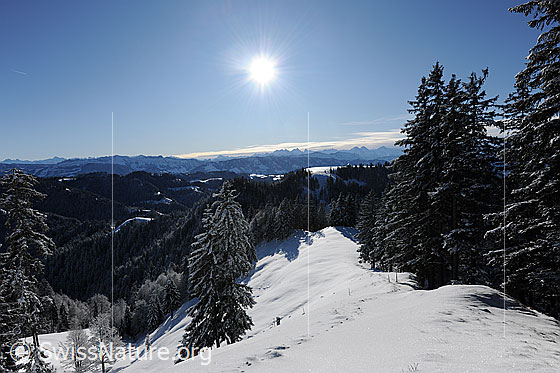Foto: Sonne über Winterlandschaft des Emmentals. Verschneite Tannen und Wälder in schneebedeckter Hügellandschaft mit Aussicht zu den Berner Alpen.