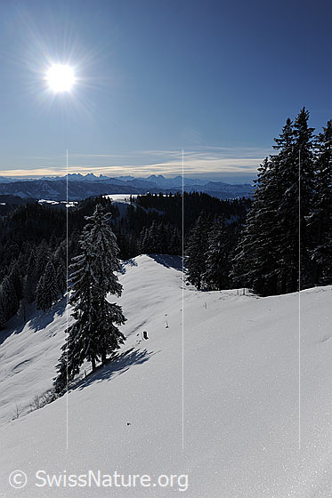 Foto: Sonnige Winterlandschaft mit Ausblick über eine Schneefläche mit verschneiter Tanne auf die bewaldete Hügellandschaft und zu den Berner Alpen.