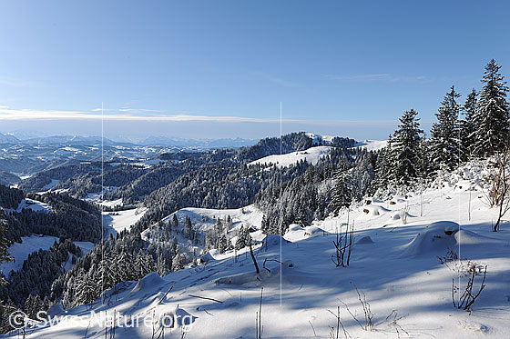 Foto: Winterbild Emmental. Die Wälder sind frisch verschneit und die Hügellandschaft liegt unter einer Schneedecke.