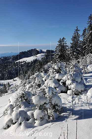 Foto: Tief verschneite junge Tannen in der Winterlandschaft des Emmentals.