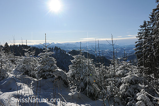 Foto: Verschneiter, junger Wald. Zwischen den Tannenwipfeln ist das winterliche Hügelland des Emmentals zu sehen und am Horizont sind die Berner Alpen erkennbar. Die Sonne steht hoch am blauen Himmel.