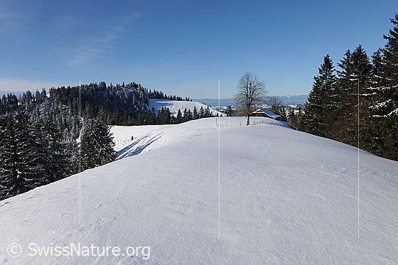 Foto: Unberührte Schneedecke in ruhiger Winterlandschaft. 
Hügelzug bei Lushütten im Emmental mit Baum, Bauernhaus und verschneiten Wäldern.