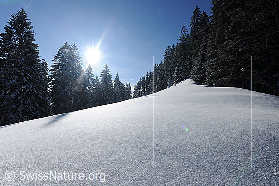 Foto: Sonne über verschneitem Tannenwald (Gegenlichtaufnahme). Die weite Schneefläche im Vordergrund ist noch unberührt.
