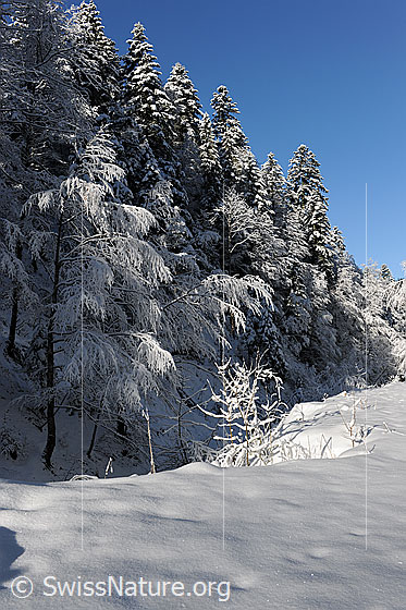 Foto: Winterwald mit tief verschneiten Tannen, Bäumen und Sträuchern.