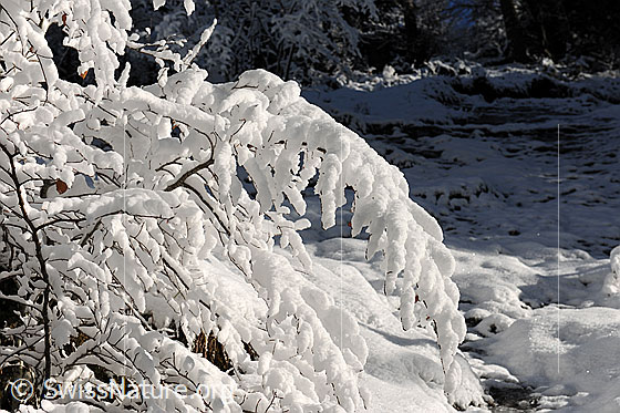 Foto: Verschneite Äste junger Bäume. Im Hintergrund ist das Bachbett eines gefrorenen und schneebedeckten Bachs zu sehen.