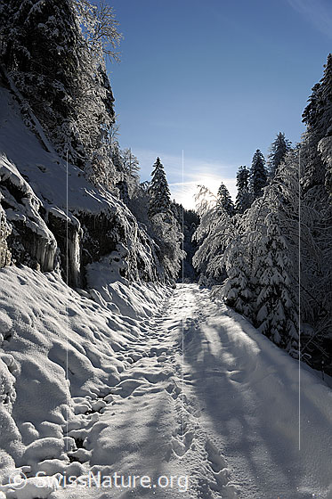 Foto: Schneebedeckter Weg im Winterwald. Die Tannen und Bäume sind tief verschneit und am steilen Wegrand haben sich Eiszapfen gebildet. Auf dem Waldweg sind Fussspuren im Schnee zu sehen.