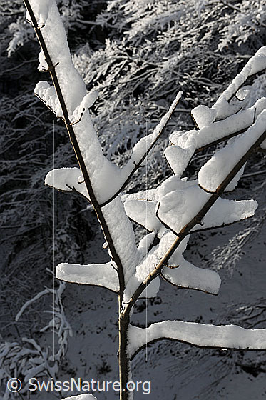 Foto: Schnee im Geäst eines jungen Baums.