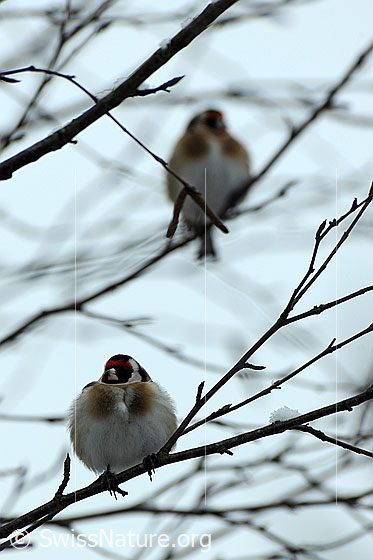 Foto: Distelfinken (Carduelis carduelis) im Geäst sitzend.