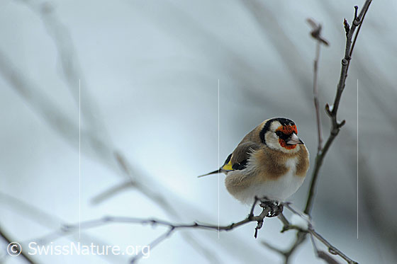 Foto: Der Distelfink (Carduelis carduelis), auch Stieglitz genannt, ist ein einheimischer Singvogel. Er ernährt sich von Samen, z.B. von der Wilden Karde (Pflanze).