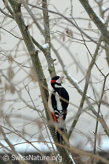 Foto: Buntspecht (Dendrocopos major) auf Nahrungssuche an Haselstrauch.