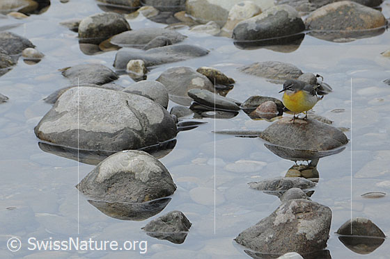 Foto: Gebirgsstelze (Motacilla cinerea) auf Stein sitzend und auf Nahrung lauernd. (Weibchen).
Lat.: Motacilla cinerea
Ordnung: Passeriformes (Sperlingsvögel)
Unterordnung: Passeri (Singvögel)
Familie: Motacillidae (Stelzen und Pieper)
Gattung: Motacilla (Stelzen)