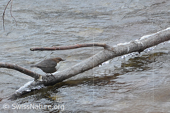 Foto: Wasseramsel (Cinclus cinclus) auf Ast im Wasser sitzend. 
Lat.: Cinclus cinclus
Ordnung: Passeriformes (Sperlingsvögel)
Unterordnung: Passeri (Singvögel)
Familie: Cinclidae (Wasseramseln)
Gattung: Cinclus (Wasseramseln)