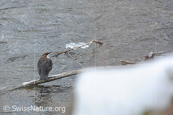 Foto: Wasseramsel (Cinclus cinclus) auf Ast im Wasser sitzend. 
Lat.: Cinclus cinclus
Ordnung: Passeriformes (Sperlingsvögel)
Unterordnung: Passeri (Singvögel)
Familie: Cinclidae (Wasseramseln)
Gattung: Cinclus (Wasseramseln)