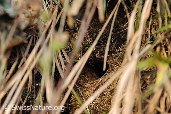 Foto: Nest des Zaunkönig. Das Vogelnest ist gut getarnt. Zwischen den dürren Grashalmen ist der Eingang erkennbar.
Lat.: Troglodytes troglodytes
Ordnung: Passeriformes (Sperlingsvögel)
Unterordnung: Passeri (Singvögel)
Familie: Troglodytidae (Zaunkönige)
Gattung: Troglodytes
