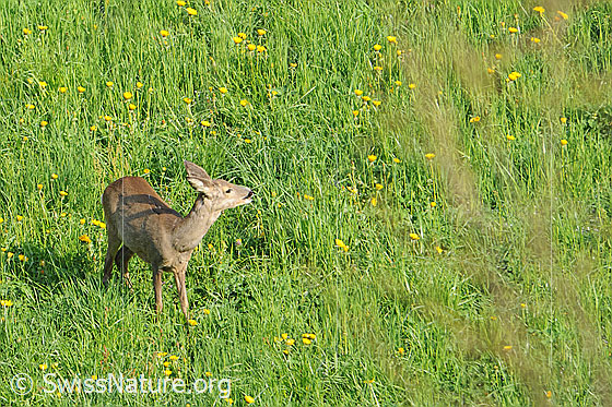 Foto: Europäisches Reh (Capreolus capreolus) beim Äsen.
Lat.: Capreolus capreolus
Ordnung: Artiodactyla (Paarhufer)
Familie: Cervidae (Hirsche)
Unterfamilie: Capreolinae (Trughirsche)
Gattung: Capreolus (Rehe)